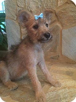 miniature irish terrier