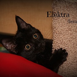 Thumbnail photo of Elektra #3