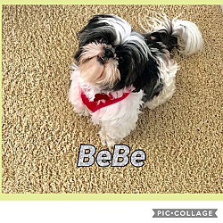 Thumbnail photo of BeBe #1
