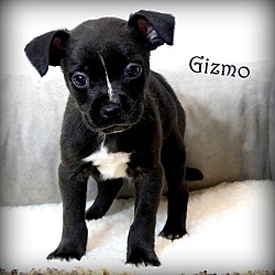 Thumbnail photo of Gizmo~adopted! #1