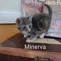 Thumbnail photo of Minerva #3