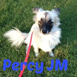 Thumbnail photo of Perseus (Percy) JM #2