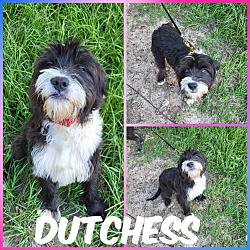 Photo of Dutchess