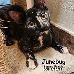 Thumbnail photo of Junebug #2