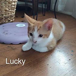 Photo of 44 - Lucky