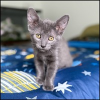 adopt a pet