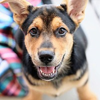 adopt a pet