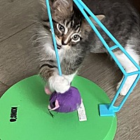 adopt a pet