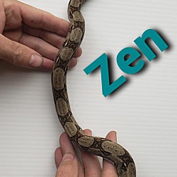 Thumbnail photo of Zen #3