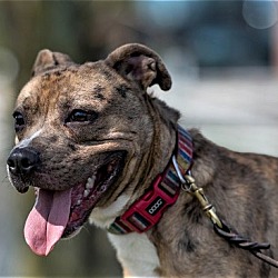 Photo of Sonny Local CT Happy Playful Boy!