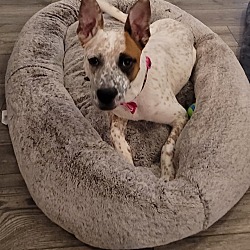 Photo of Rose