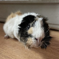 Thumbnail photo of Marsh and Mallow GUINEA PIGS #1