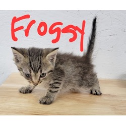 Thumbnail photo of Froggy #1