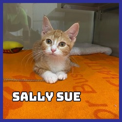 Thumbnail photo of Sally Sue #2