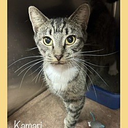 Thumbnail photo of KAMARI #1