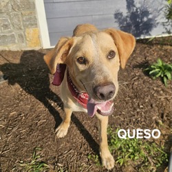 Thumbnail photo of Queso #3