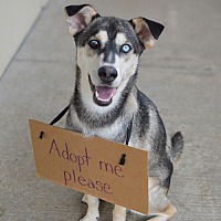 adopt a pet