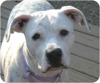 boxer dalmatian pit mix
