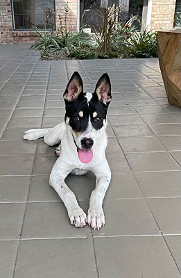 can a australian cattle dog and a rat terrier be friends