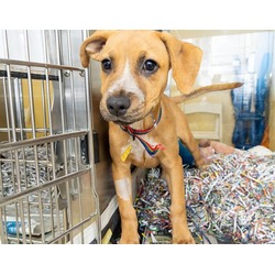 Photo of MUSTANG SALLY