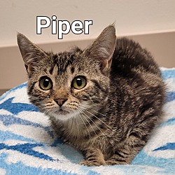 Photo of Piper