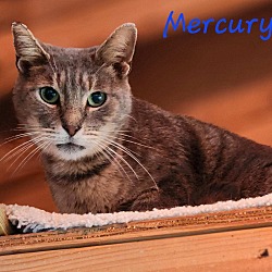 Thumbnail photo of Mercury #2