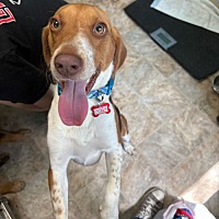 adopt a pet