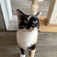 adopt-pet