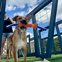 adopt a pet