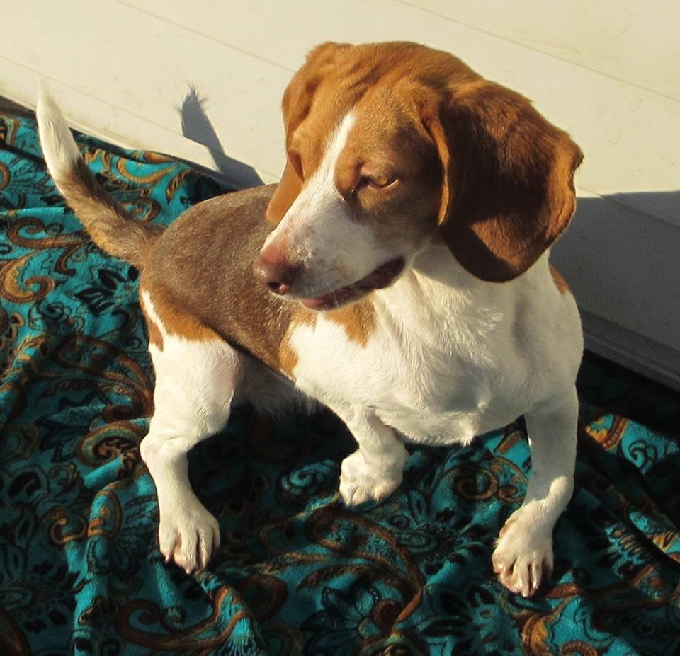 warfield red beagle