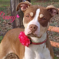Thumbnail photo of Penny-pending adoption #1