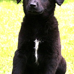 Thumbnail photo of Lennox~adopted! #4
