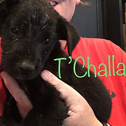 Thumbnail photo of T'Challa ~ adopted! #1