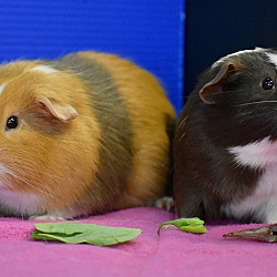 Photo of Skittles and George