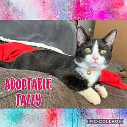 Thumbnail photo of Tazzy #1