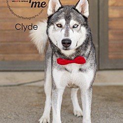 Thumbnail photo of Clyde #2