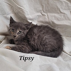 Photo of Tipsy