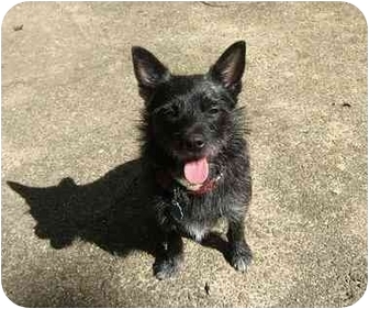 pomeranian and westie mix