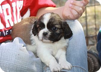 shih tzu king charles mix