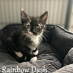 Photo of Rainbow Dash