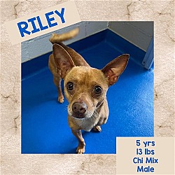 Photo of RILEY