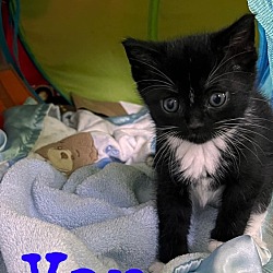 Photo of Kitten: Van