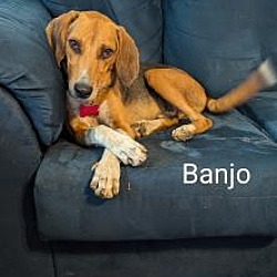 Thumbnail photo of Banjo Talbot #1