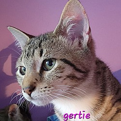 Thumbnail photo of Gertie #2