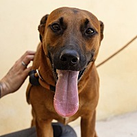 adopt a pet