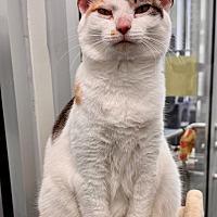 Adopt A Pet :: Reese (Starling) - Leonardtown, MD
