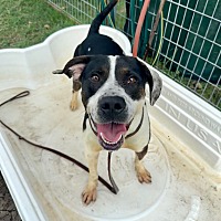 adopt a pet