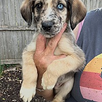 adopt a pet