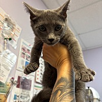 adopt a pet