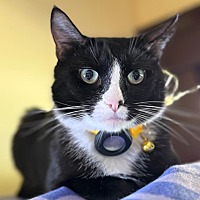 adopt a pet